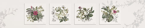 Botanical Art Prints