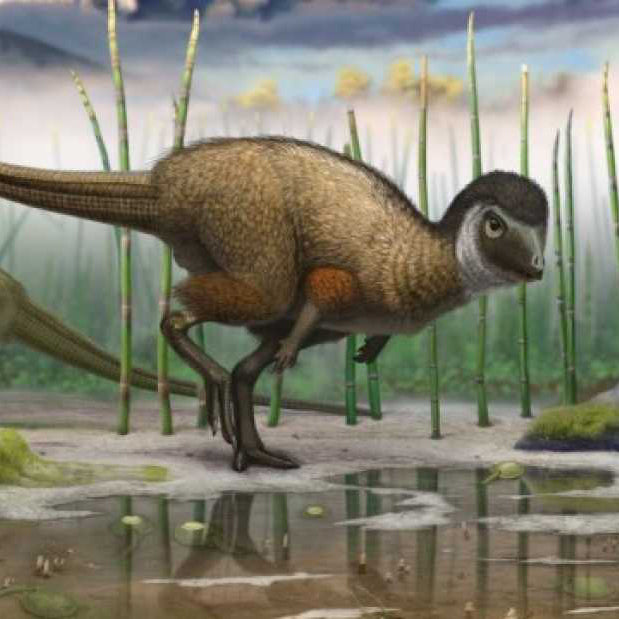 Did You Know That Dinosaurs May Have Had Feathers?